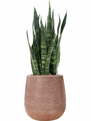 Sansevieria Trifasciata Silver Mist In Baq Terrazzo D 28 H 104 cm - PlantenShop24 - 25-08-2025