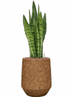 Sansevieria Zeylanica In Mineral D 18 H 80 cm - PlantenShop24 - 28-08-2025