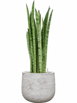 Sansevieria Zeylanica Narrow In Baq Algar D 22 H 95 cm - PlantenShop24 - 04-08-2025