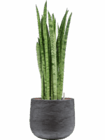 Sansevieria Zeylanica Narrow In Baq Algar D 22 H 95 cm - PlantenShop24 - 04-08-2025