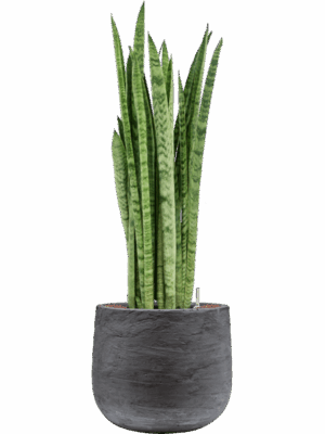 Sansevieria Zeylanica Narrow In Baq Algar D 22 H 95 cm - PlantenShop24 - 04-08-2025