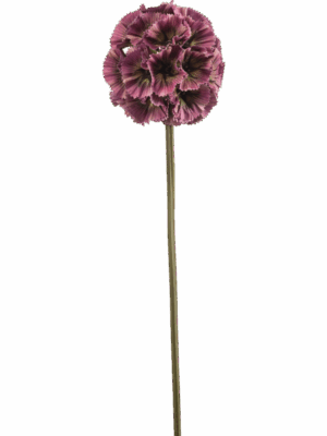 Scabiosa H 66 cm - PlantenShop24 - 29-08-2025