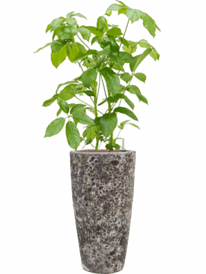 Schefflera Actinophylla Amate In Baq Lava D 22 H 143 cm - PlantenShop24 - 31-07-2025