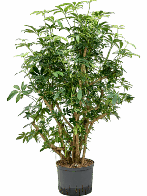Schefflera Arboricola Compacta D 25 H 110 cm - PlantenShop24 - 15-08-2025