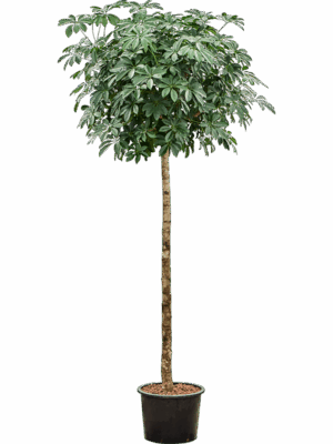 Schefflera Arboricola Compacta D 32 H 220 cm - PlantenShop24 - 28-08-2025