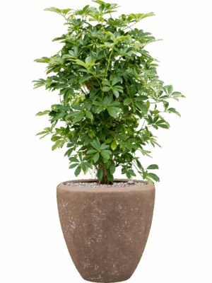 Schefflera Arboricola Compacta In Baq Polystone Plain D 30 H 108 cm - PlantenShop24 - 24-08-2025