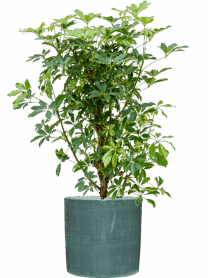 Schefflera Arboricola Compacta In Plain Striped D 30 H 121 cm - PlantenShop24 - 18-08-2025