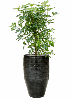 Schefflera Arboricola Compacta In Thom D 30 H 153 cm - PlantenShop24 - 18-08-2025