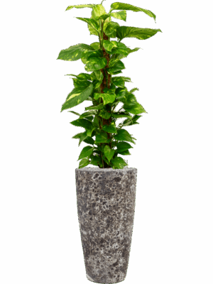 Scindapsus Epipremnum Aureum In Baq Lava D 24 H 158 cm - PlantenShop24 - 27-08-2025