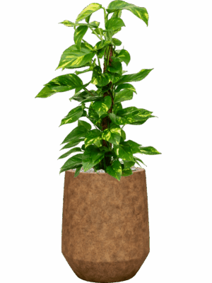 Scindapsus Epipremnum Aureum In Mineral D 19 H 80 cm - PlantenShop24 - 21-08-2025