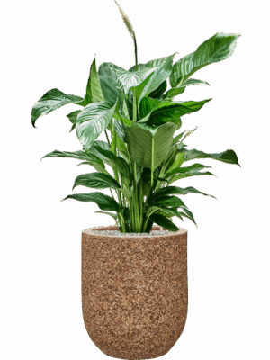 Spathiphyllum Sweet Lauretta In Baq Naturescast D 21 H 108 cm - PlantenShop24 - 05-08-2025