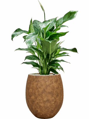 Spathiphyllum Sweet Lauretta In Mineral D 21 H 112 cm - PlantenShop24 - 05-08-2025