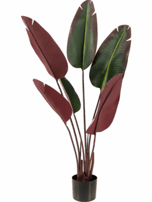 Strelitzia H 120 cm - PlantenShop24 - 29-08-2025