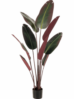 Strelitzia H 160 cm - PlantenShop24 - 29-08-2025