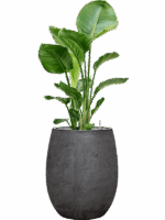Strelitzia Nicolai In Baq Algar D 24 H 127 cm - PlantenShop24 - 01-09-2025