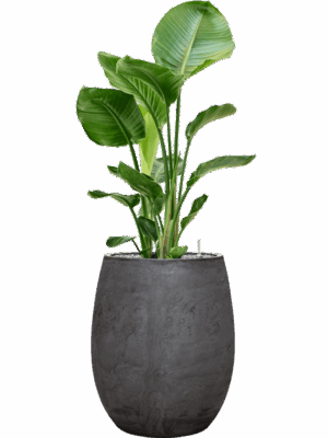 Strelitzia Nicolai In Baq Algar D 24 H 127 cm - PlantenShop24 - 01-09-2025