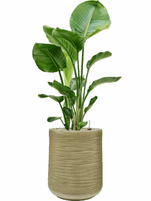 Strelitzia Nicolai In Baq Dune D 24 H 118 cm - PlantenShop24 - 28-08-2025