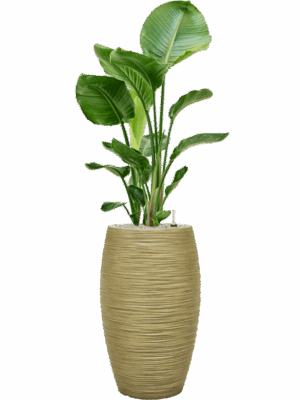 Strelitzia Nicolai In Baq Dune D 24 H 135 cm - PlantenShop24 - 20-08-2025