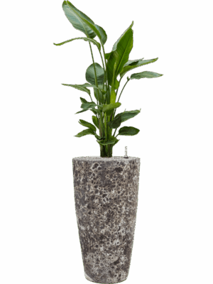 Strelitzia Nicolai In Baq Lava D 26 H 144 cm - PlantenShop24 - 31-07-2025