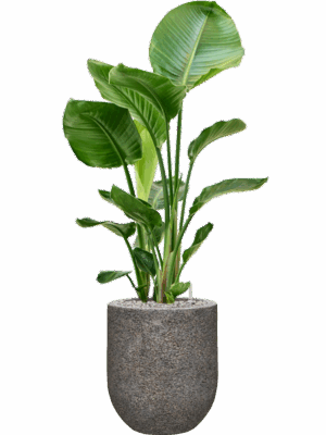 Strelitzia Nicolai In Baq Naturescast D 24 H 110 cm - PlantenShop24 - 28-08-2025