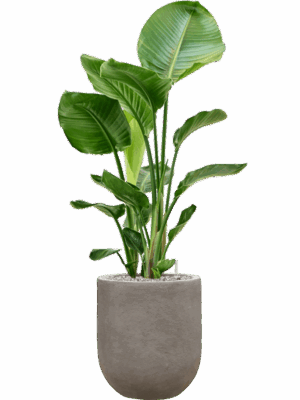 Strelitzia Nicolai In Baq Nucast D 24 H 110 cm - PlantenShop24 - 28-08-2025