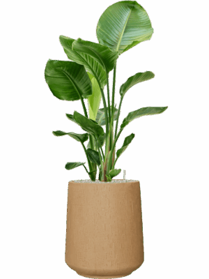 Strelitzia Nicolai In Baq Raindrop D 24 H 118 cm - PlantenShop24 - 20-08-2025