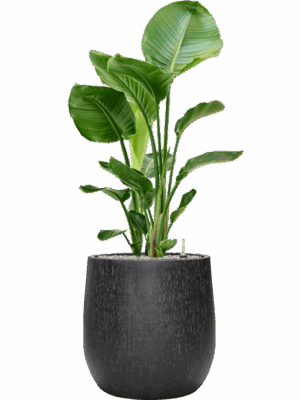 Strelitzia Nicolai In Baq Raindrop D 24 H 119 cm - PlantenShop24 - 04-08-2025