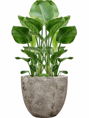 Strelitzia Nicolai In Baq Sandora D 24 H 114 cm - PlantenShop24 - 11-08-2025