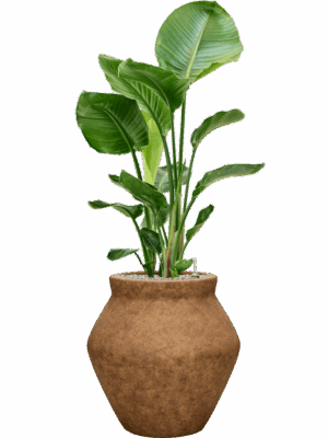 Strelitzia Nicolai In Mineral D 24 H 121 cm - PlantenShop24 - 28-08-2025