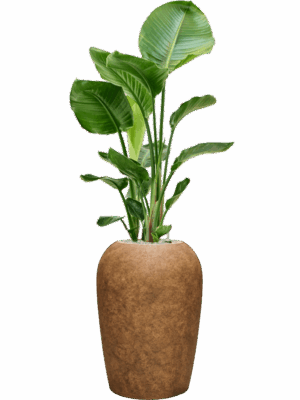 Strelitzia Nicolai In Mineral D 24 H 126 cm - PlantenShop24 - 20-08-2025
