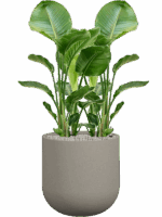Strelitzia Nicolai In Rotunda Urban D 24 H 120 cm - PlantenShop24 - 01-09-2025