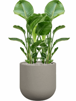 Strelitzia Nicolai In Rotunda Urban D 24 H 120 cm - PlantenShop24 - 01-09-2025
