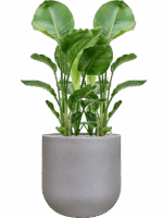 Strelitzia Nicolai In Rotunda Urban D 24 H 122 cm - PlantenShop24 - 01-09-2025