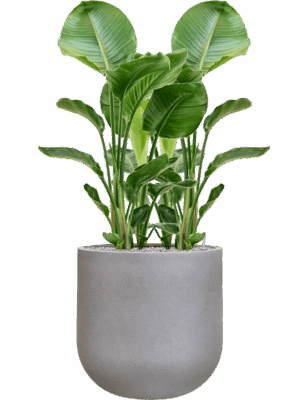 Strelitzia Nicolai In Rotunda Urban D 24 H 122 cm - PlantenShop24 - 01-09-2025