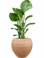 Strelitzia Nicolai In Terra Moderna D 24 H 115 cm - PlantenShop24 - 28-08-2025