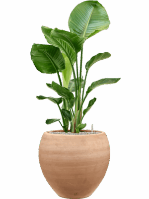 Strelitzia Nicolai In Terra Moderna D 24 H 115 cm - PlantenShop24 - 28-08-2025