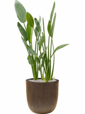 Strelitzia Reginae In Capi Nature Groove NL D 34 H 134 cm - PlantenShop24 - 14-08-2025