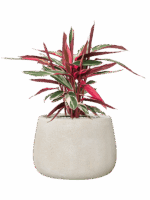 Stromanthe Sanguinea Triostar In Antwerp D 19 H 58 cm - PlantenShop24 - 28-08-2025