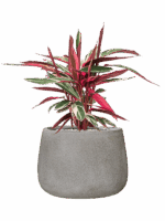 Stromanthe Sanguinea Triostar In Antwerp D 19 H 58 cm - PlantenShop24 - 28-08-2025