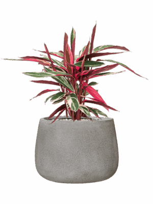 Stromanthe Sanguinea Triostar In Antwerp D 19 H 58 cm - PlantenShop24 - 28-08-2025