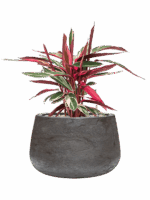 Stromanthe Sanguinea Triostar In Baq Algar D 19 H 57 cm - PlantenShop24 - 01-09-2025