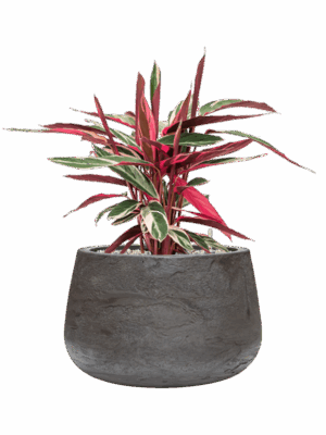 Stromanthe Sanguinea Triostar In Baq Algar D 19 H 57 cm - PlantenShop24 - 01-09-2025