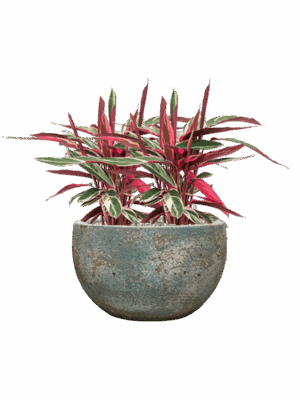 Stromanthe Sanguinea Triostar In Baq Sandora D 19 H 56 cm - PlantenShop24 - 11-08-2025