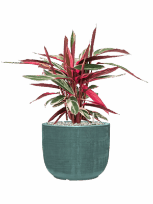 Stromanthe Sanguinea Triostar In Plain Striped D 19 H 55 cm - PlantenShop24 - 28-08-2025