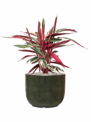 Stromanthe Sanguinea Triostar In Plain Striped D 19 H 56 cm - PlantenShop24 - 28-08-2025