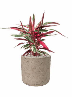 Stromanthe Sanguinea Triostar In Rough D 19 H 58 cm - PlantenShop24 - 28-08-2025