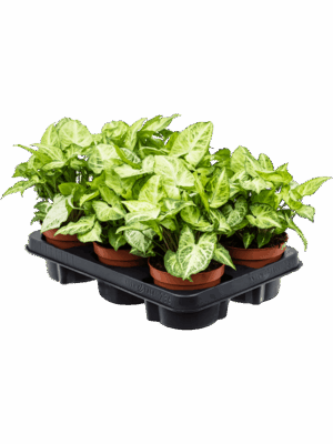 Syngonium Arrow D 12 H 25 cm - PlantenShop24 - 09-08-2025