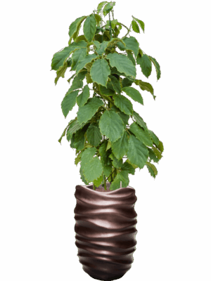 Tetrastigma Voinierianum In Baq Gradient Lee D 22 H 172 cm - PlantenShop24 - 12-08-2025