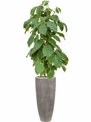 Tetrastigma Voinierianum In Baq Polystone Plain D 22 H 185 cm - PlantenShop24 - 12-08-2025
