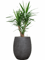 Yucca Elephantipes In Baq Algar D 27 H 133 cm - PlantenShop24 - 01-09-2025